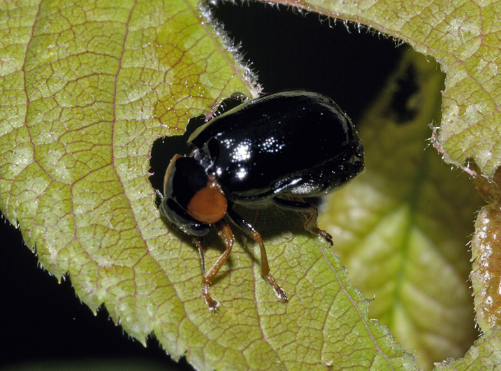 Coleotterino da determinare: Smaragdina aurita