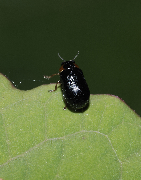 Coleotterino da determinare: Smaragdina aurita