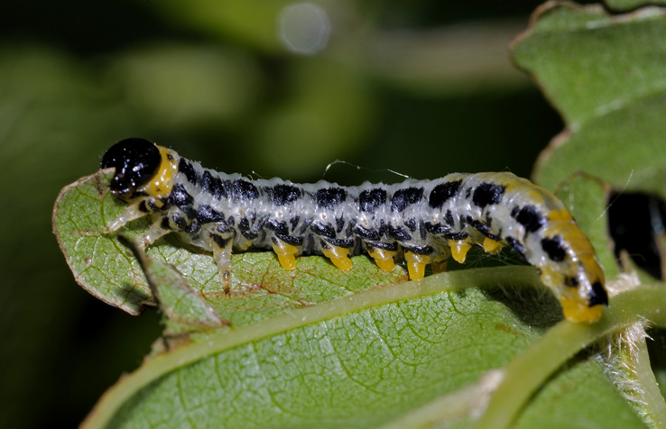 Larva di Tenthredinidae: Craesus cfr septentrionalis