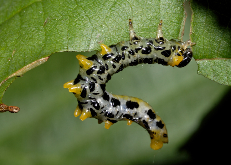 Larva di Tenthredinidae: Craesus cfr septentrionalis