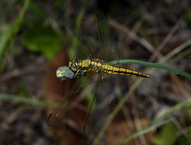 Libellula da identificare - Orthetrum cancellatum (F)