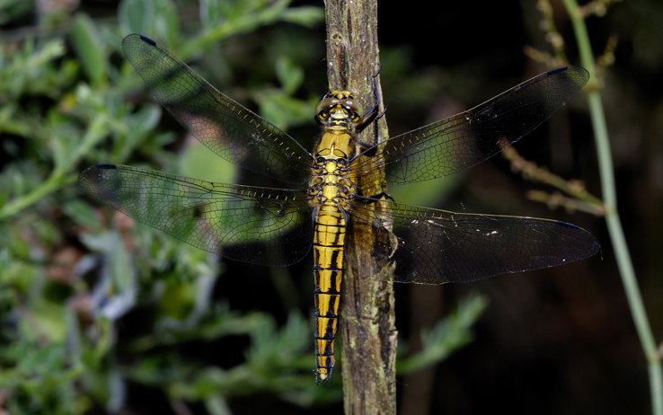 Libellula da identificare - Orthetrum cancellatum (F)