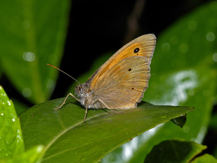 Farfalla da identificare - Maniola jurtina (maschio)