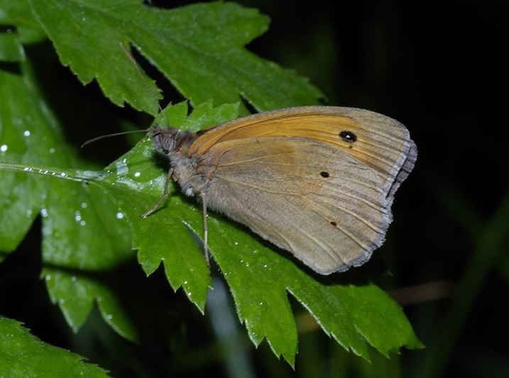 Farfalla da identificare - Maniola jurtina (maschio)