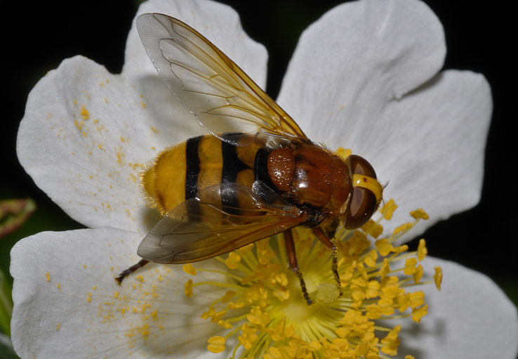 Volucella zonaria ♀ (Syrphidae)