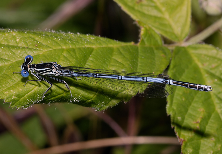 Libellula da identificare - Platycnemis pennipes (M)