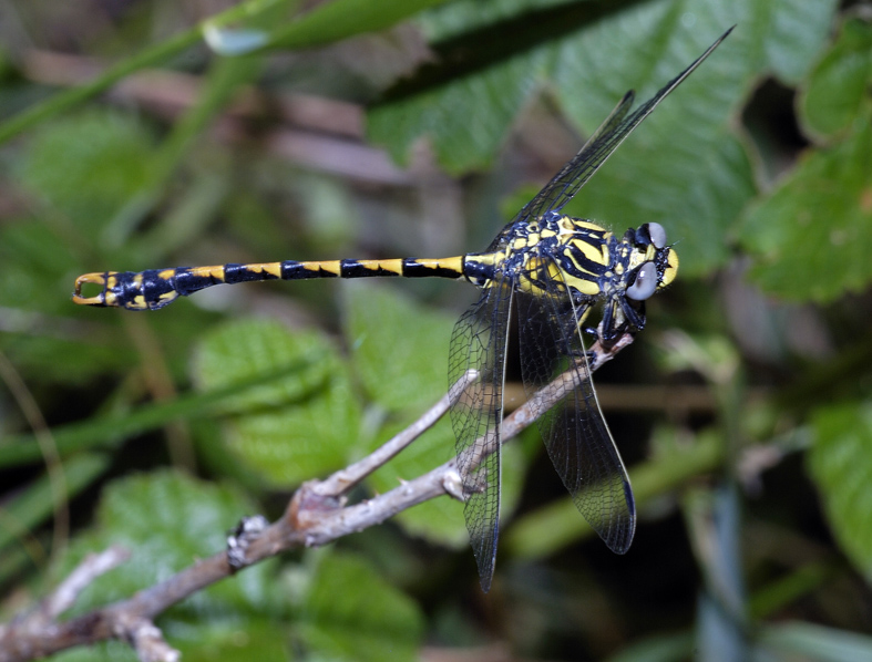 Libellula da determinare