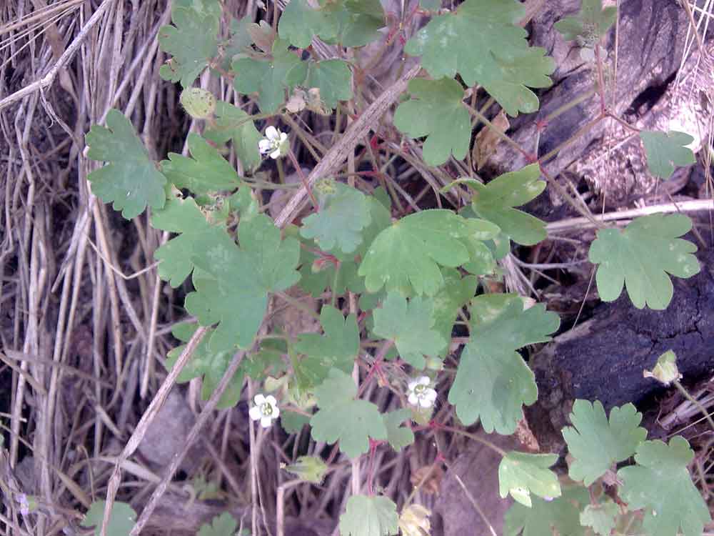 Geranium ...Geranium rotundifolium