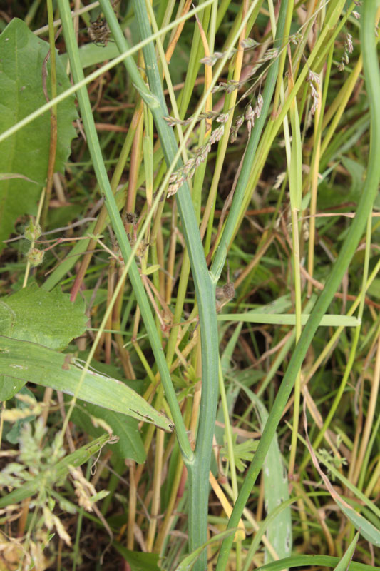 una Composita - Hypochaeris radicata