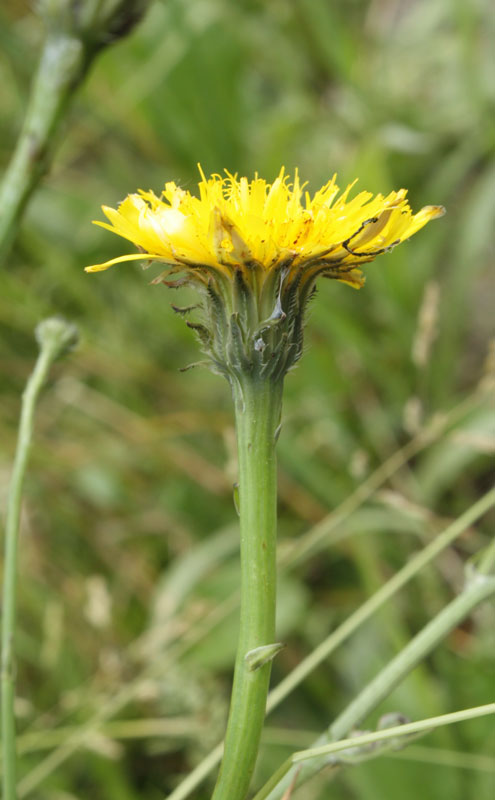 una Composita - Hypochaeris radicata