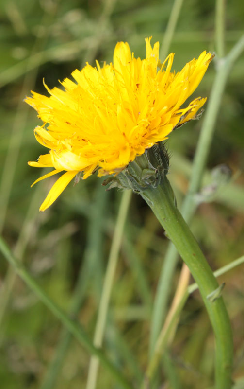 una Composita - Hypochaeris radicata