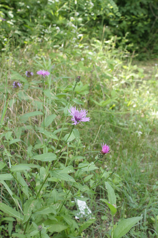 Centaurea nigrescens