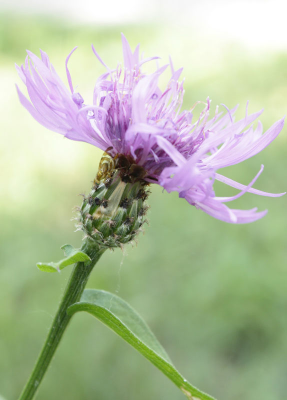 Centaurea nigrescens