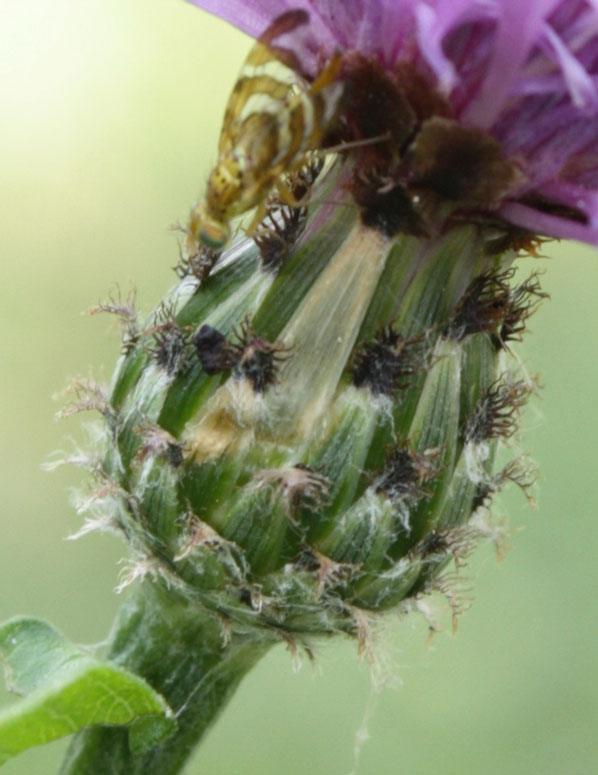 Centaurea nigrescens