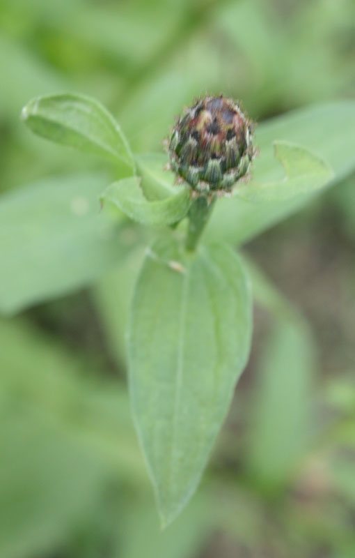 Centaurea nigrescens