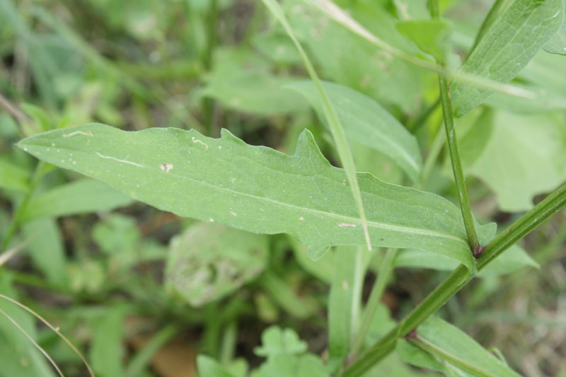 Centaurea nigrescens