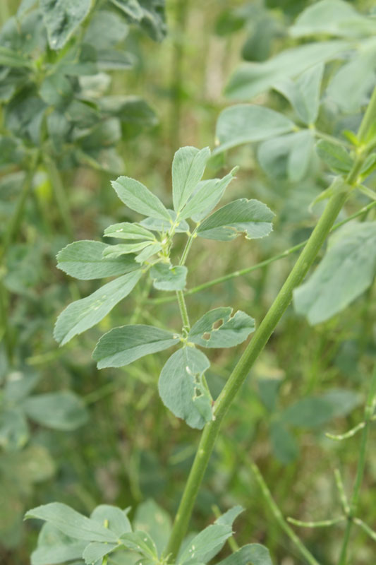 tre colori, la stessa specie - Medicago sativa