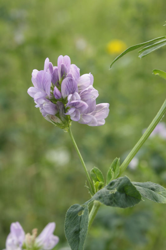 tre colori, la stessa specie - Medicago sativa