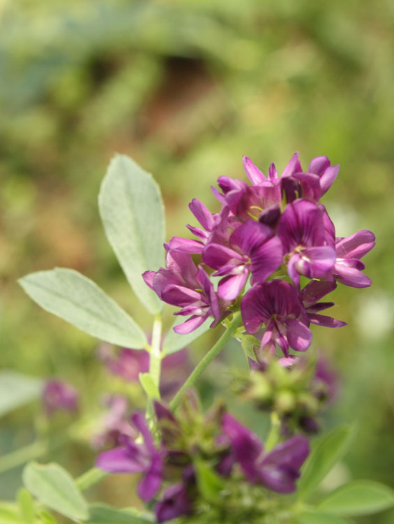 tre colori, la stessa specie - Medicago sativa