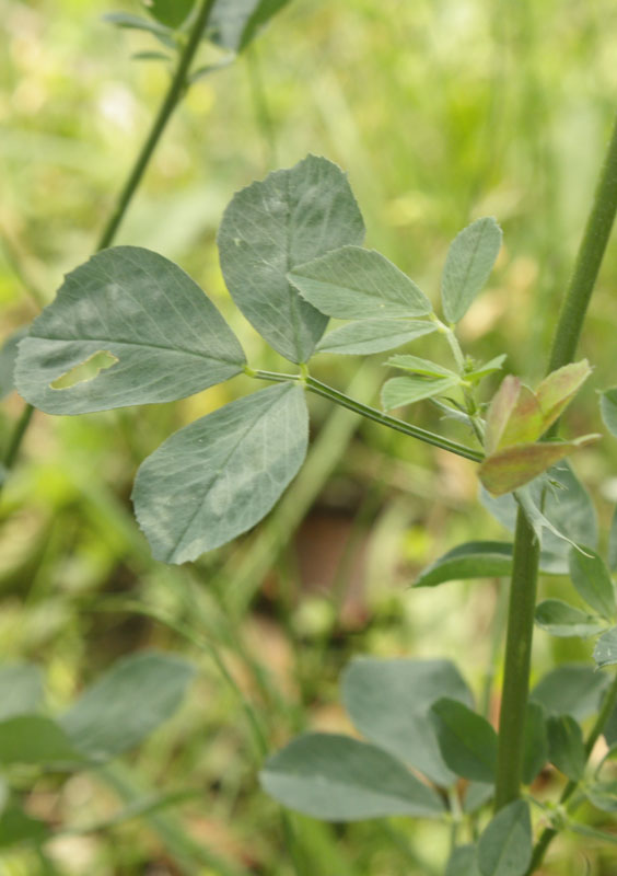 tre colori, la stessa specie - Medicago sativa