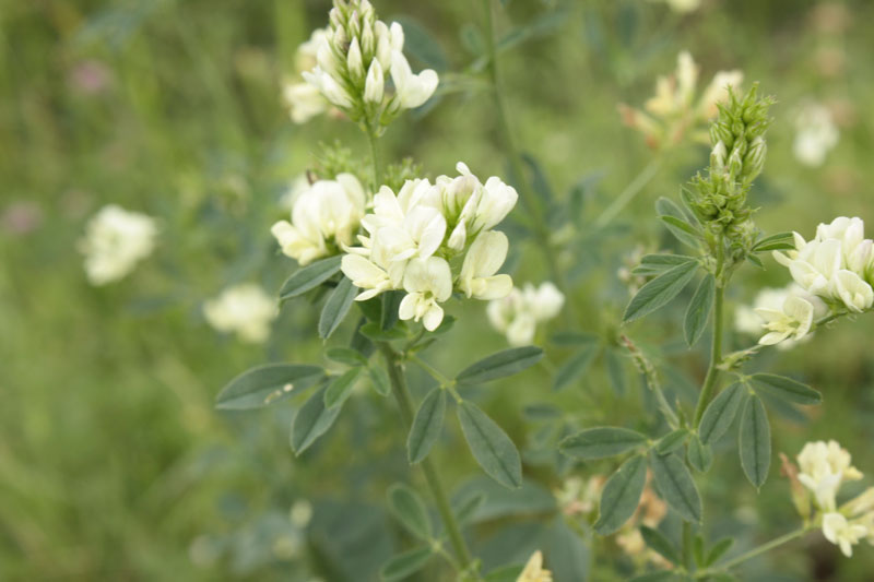 tre colori, la stessa specie - Medicago sativa