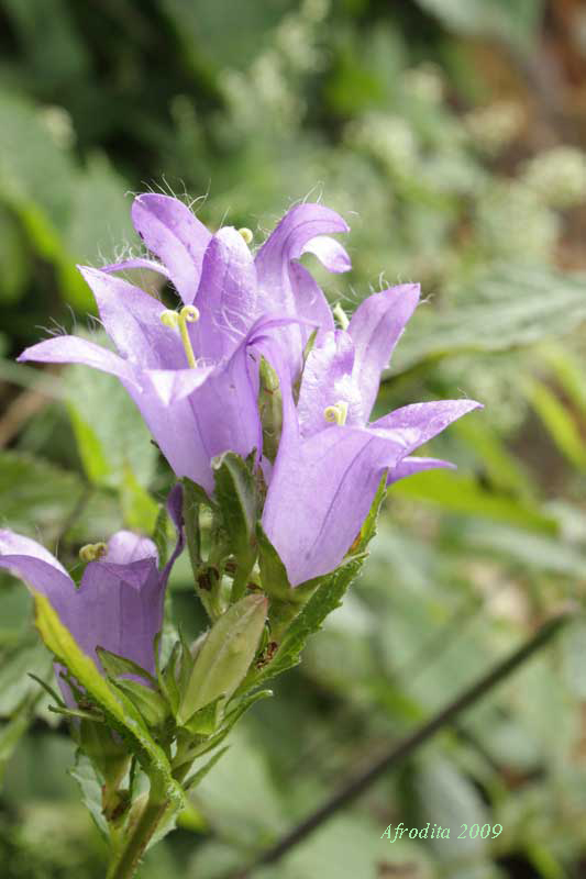 Monte Pasubio - Campanula tracheleum