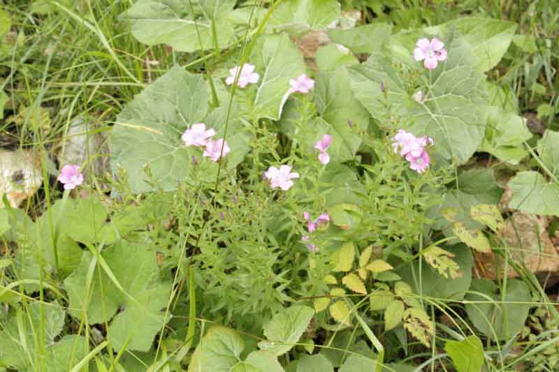 Linum alpinum e L. viscosum