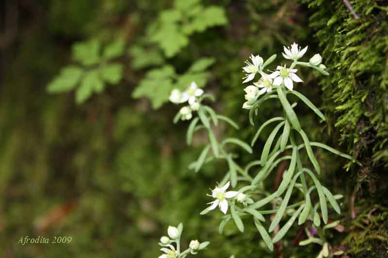 Sedum hispanicum