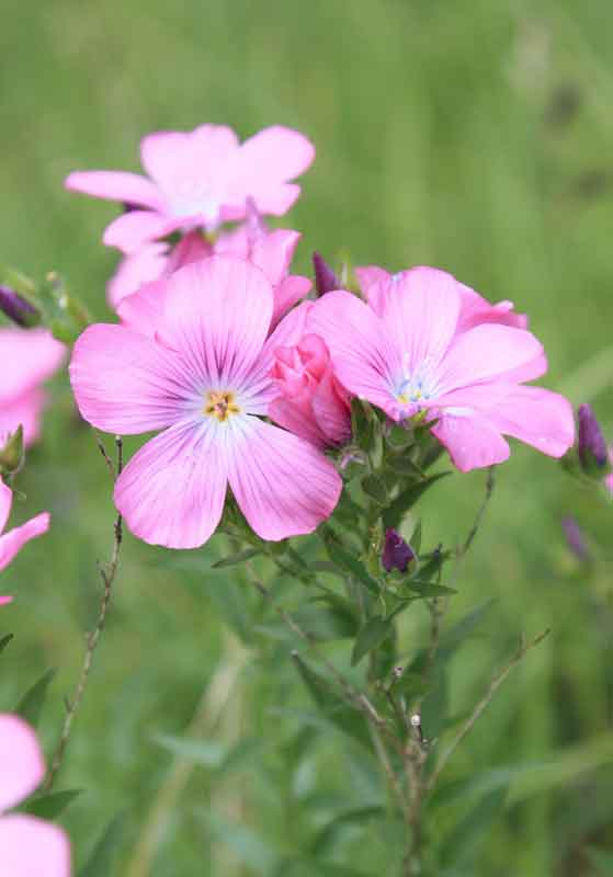 Linum alpinum e L. viscosum