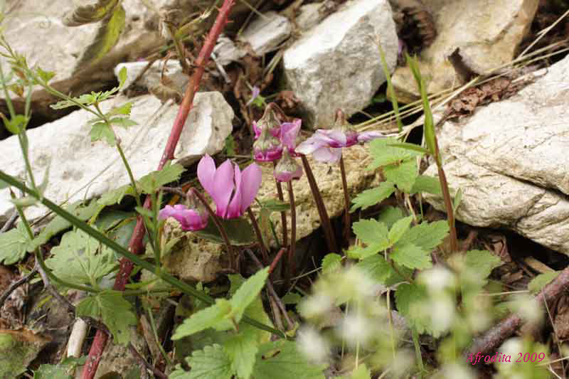 Cyclamen hederifolium, Monte Pasubio