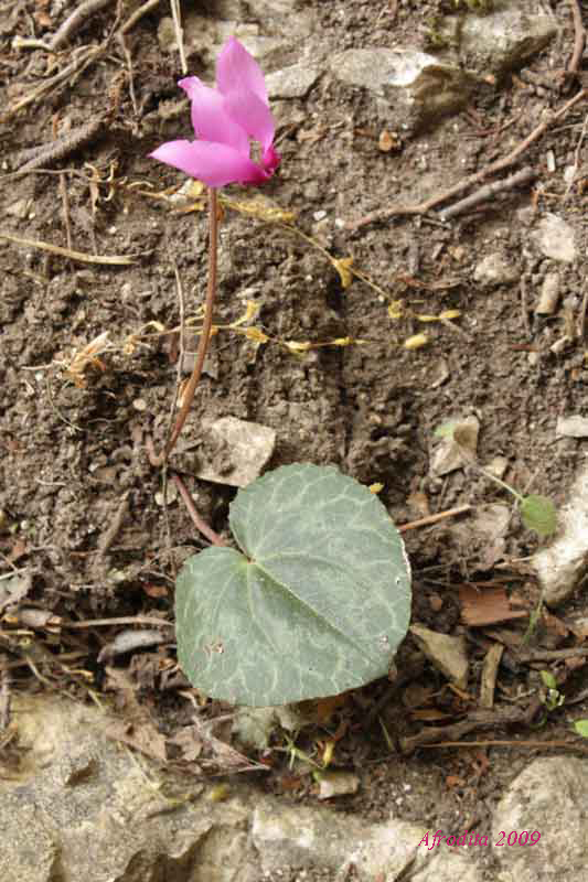 Cyclamen hederifolium, Monte Pasubio