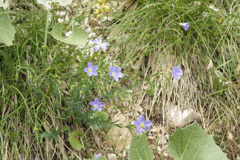 Linum alpinum e L. viscosum