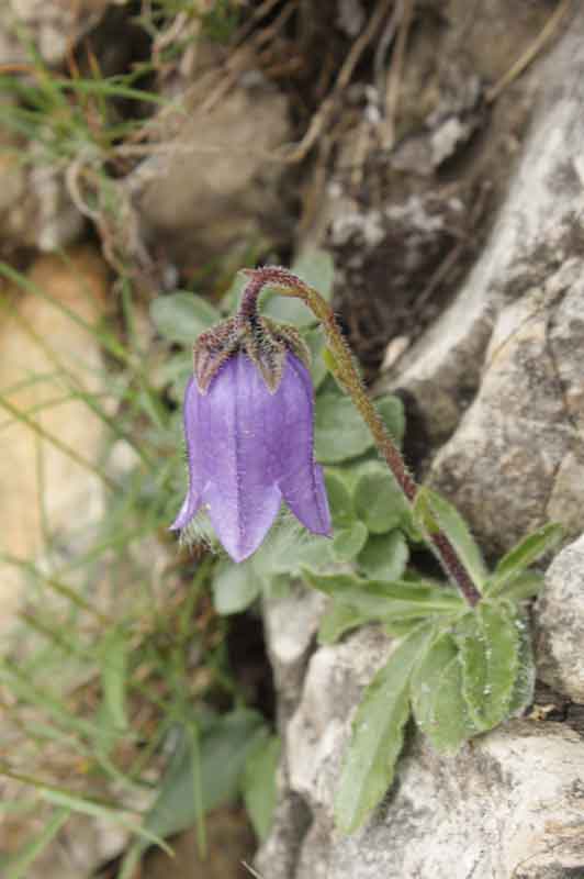 Campanula barbata