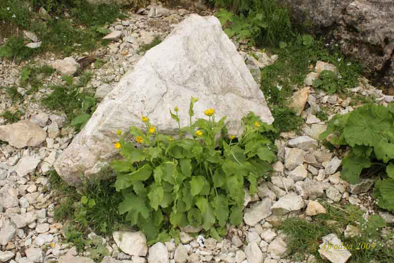 Asteracea, Monte Pasubio - Doronicum grandiflorum