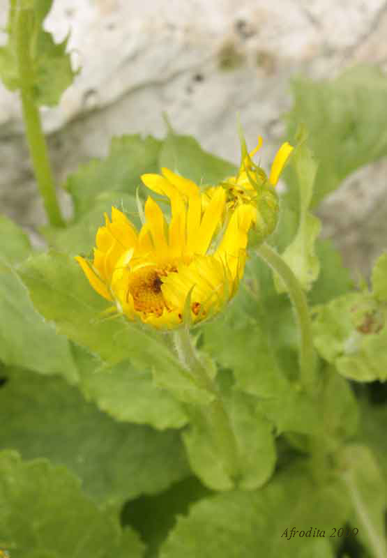 Asteracea, Monte Pasubio - Doronicum grandiflorum