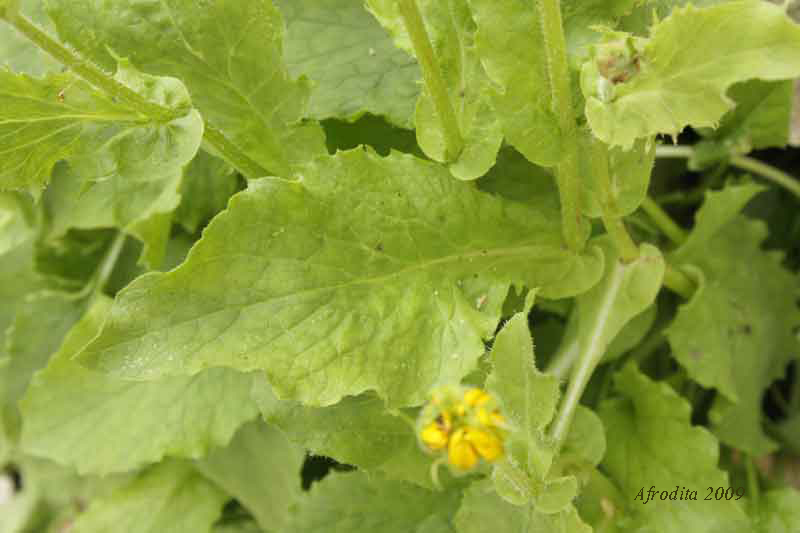 Asteracea, Monte Pasubio - Doronicum grandiflorum