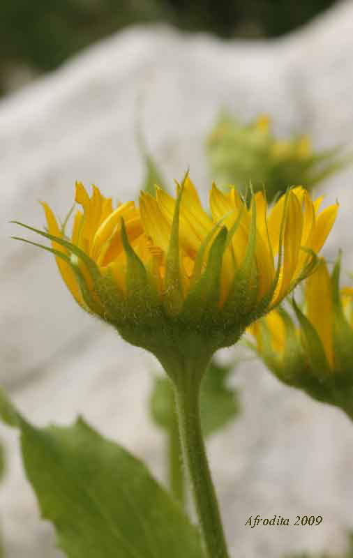 Asteracea, Monte Pasubio - Doronicum grandiflorum