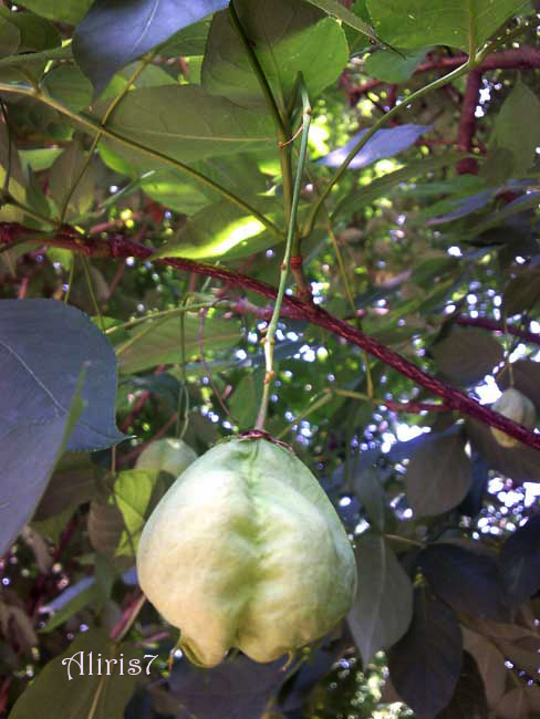 Staphylea pinnata / Borsolo - Falso Pistacchio