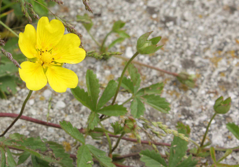 Potentilla reptans