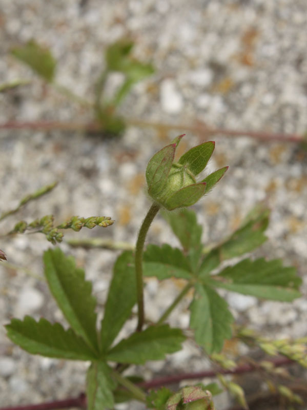 Potentilla reptans