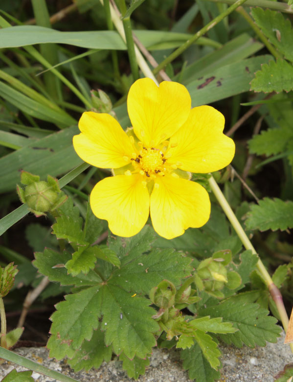 Potentilla reptans