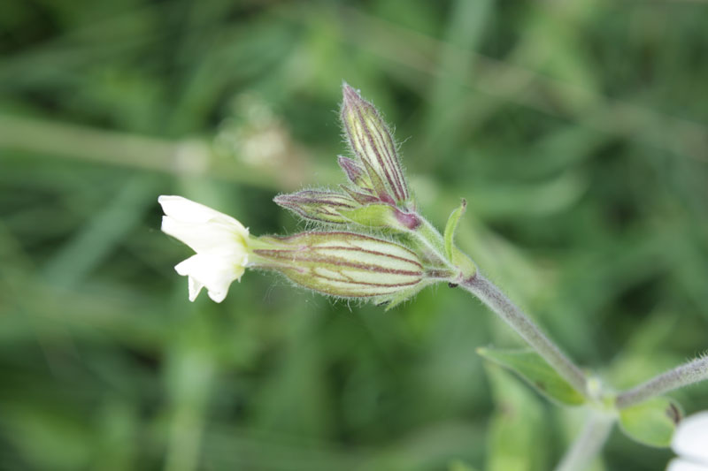 Silene alba