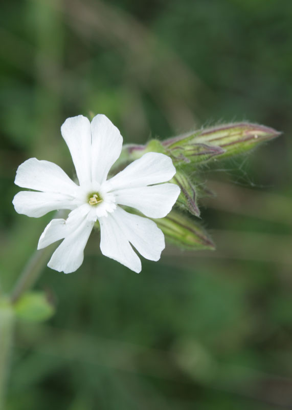 Silene alba