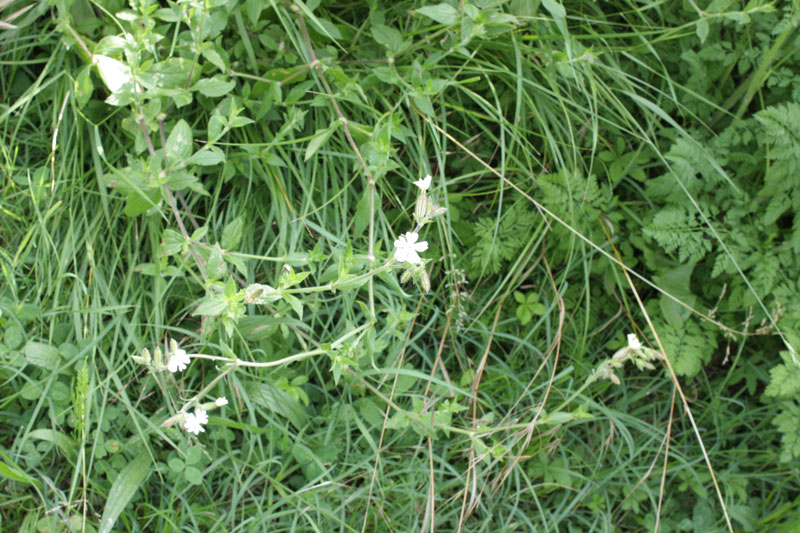 Silene alba