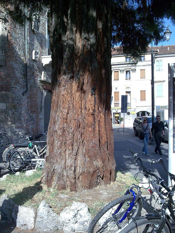 albero da Vicenza