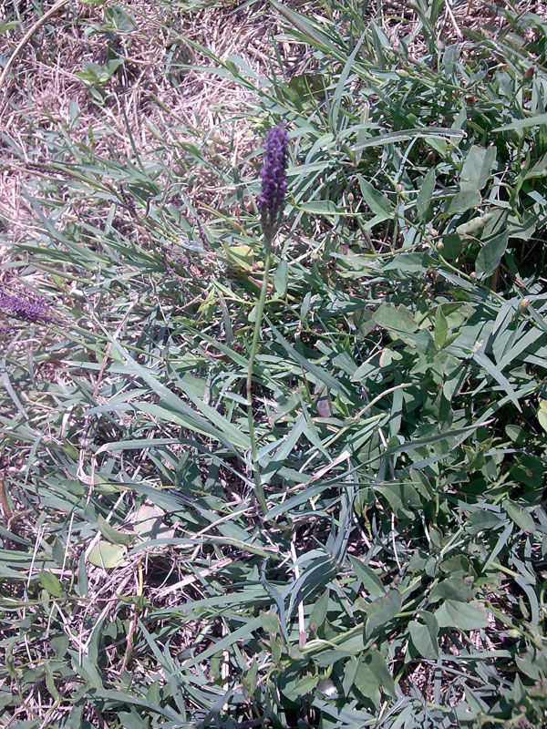 una Poaceae,  Cynodon dactylon