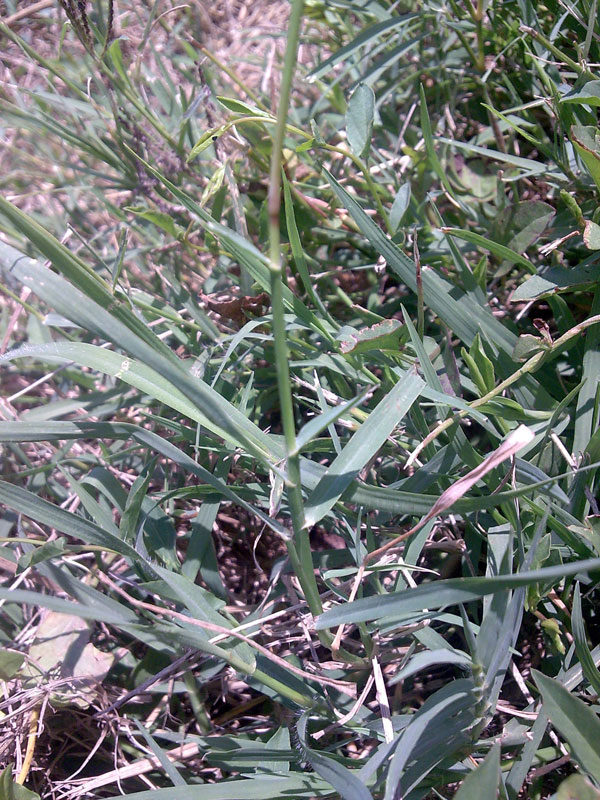 una Poaceae,  Cynodon dactylon