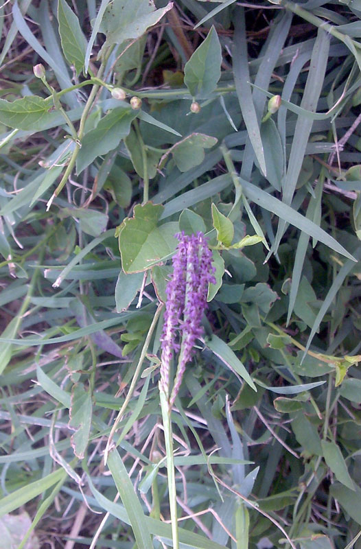 una Poaceae,  Cynodon dactylon