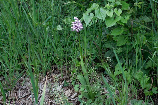 Orchis simia?