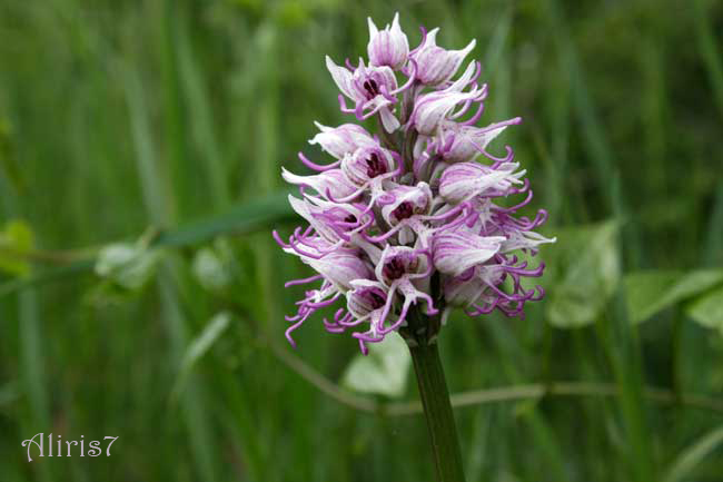 Orchis simia?